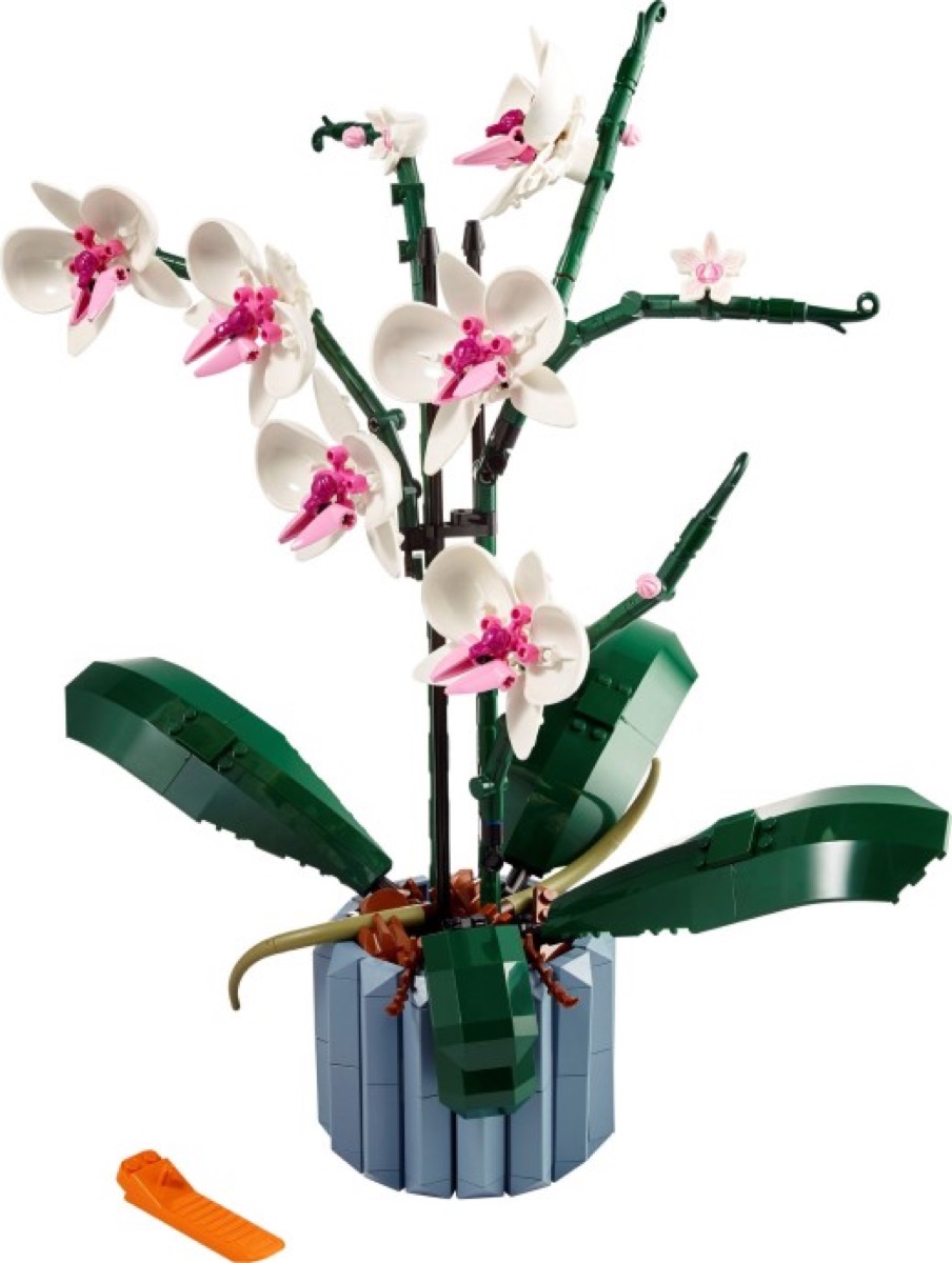 L’orchidée