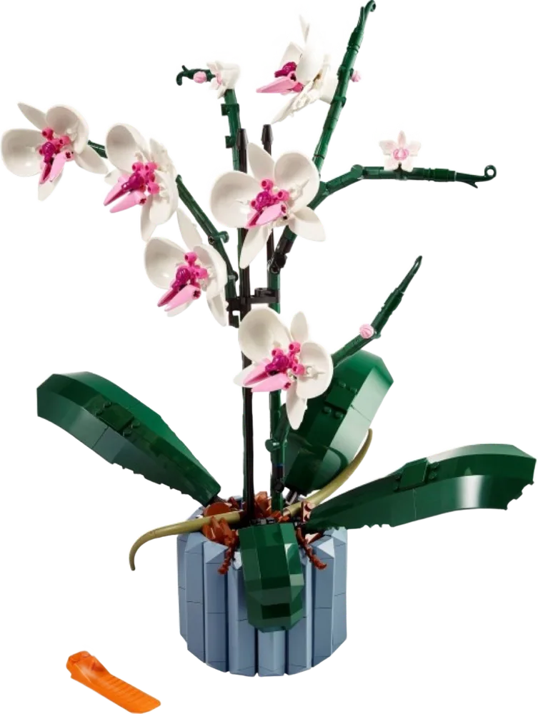 L’orchidée