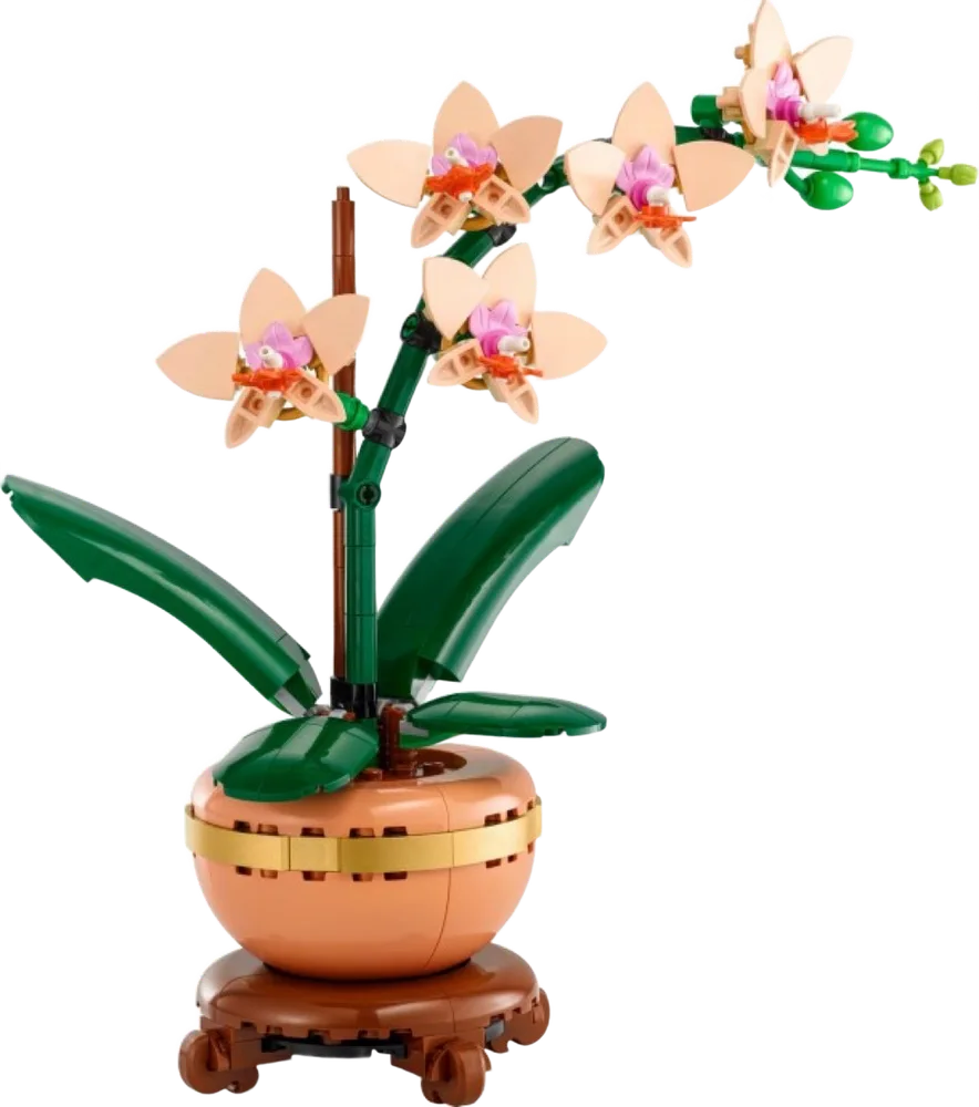 La mini-orchidée