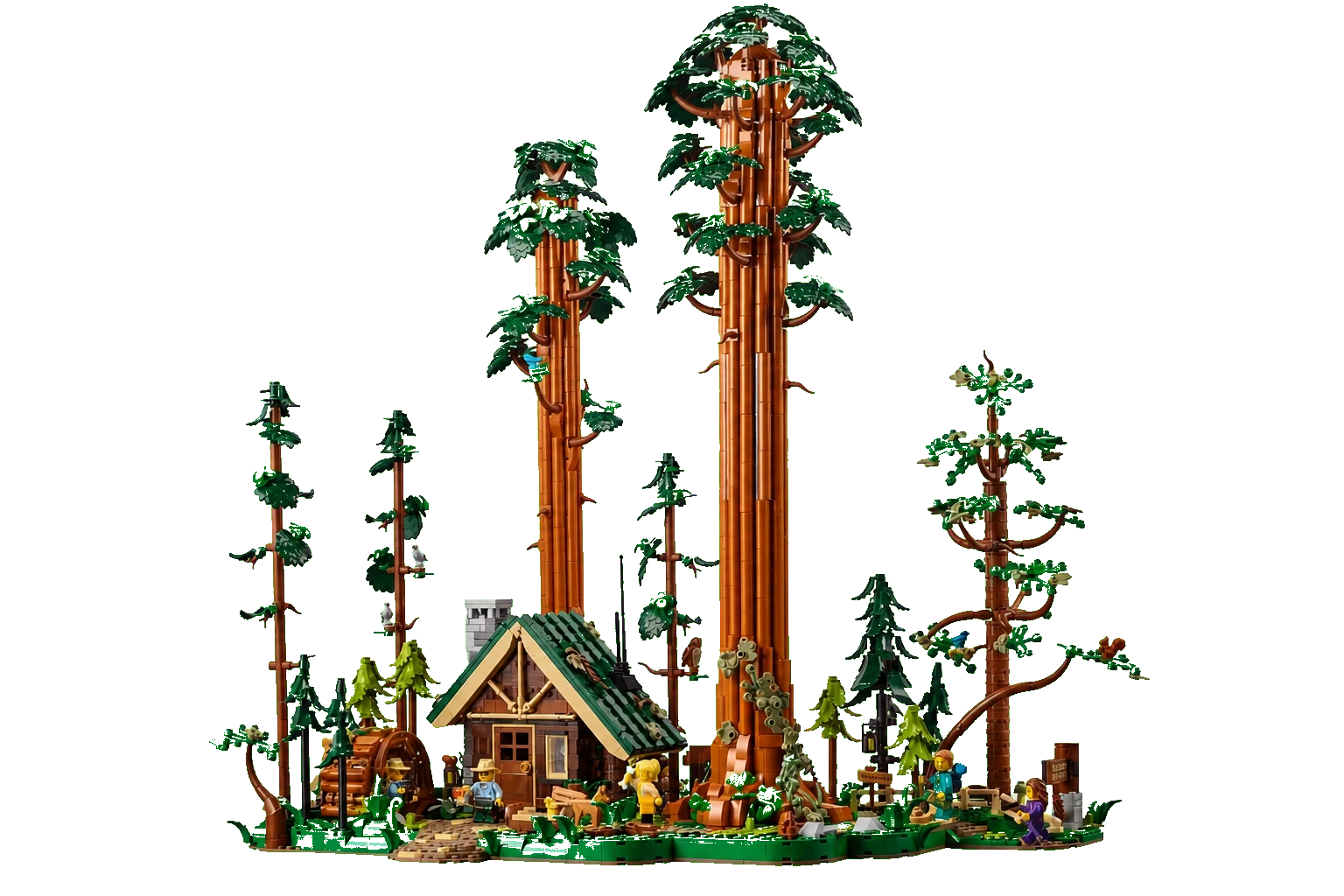 Sequoia Tree Trail